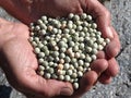 Diana Kyyhkysherne 500 kg / Rahtivapaa toimitus
