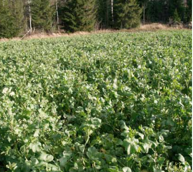 Diana -&Ouml;ljyretikka